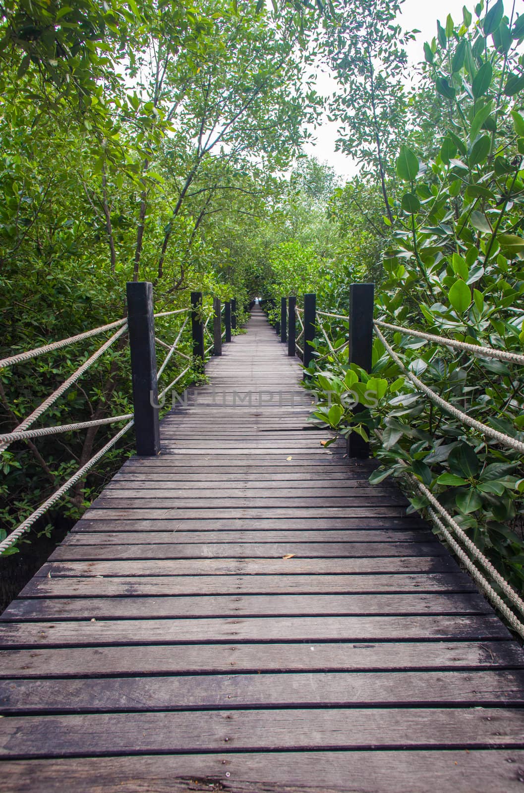 Mangrove forest by thanatip