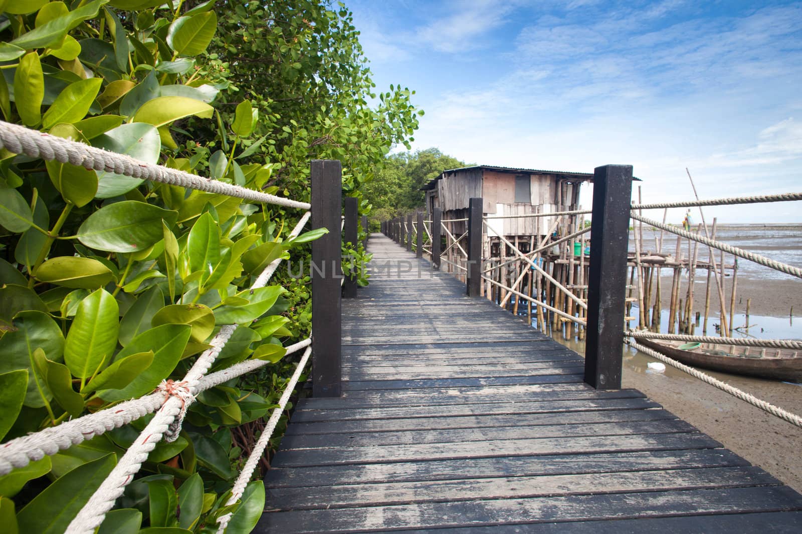 Bridges for the study of natural forest.