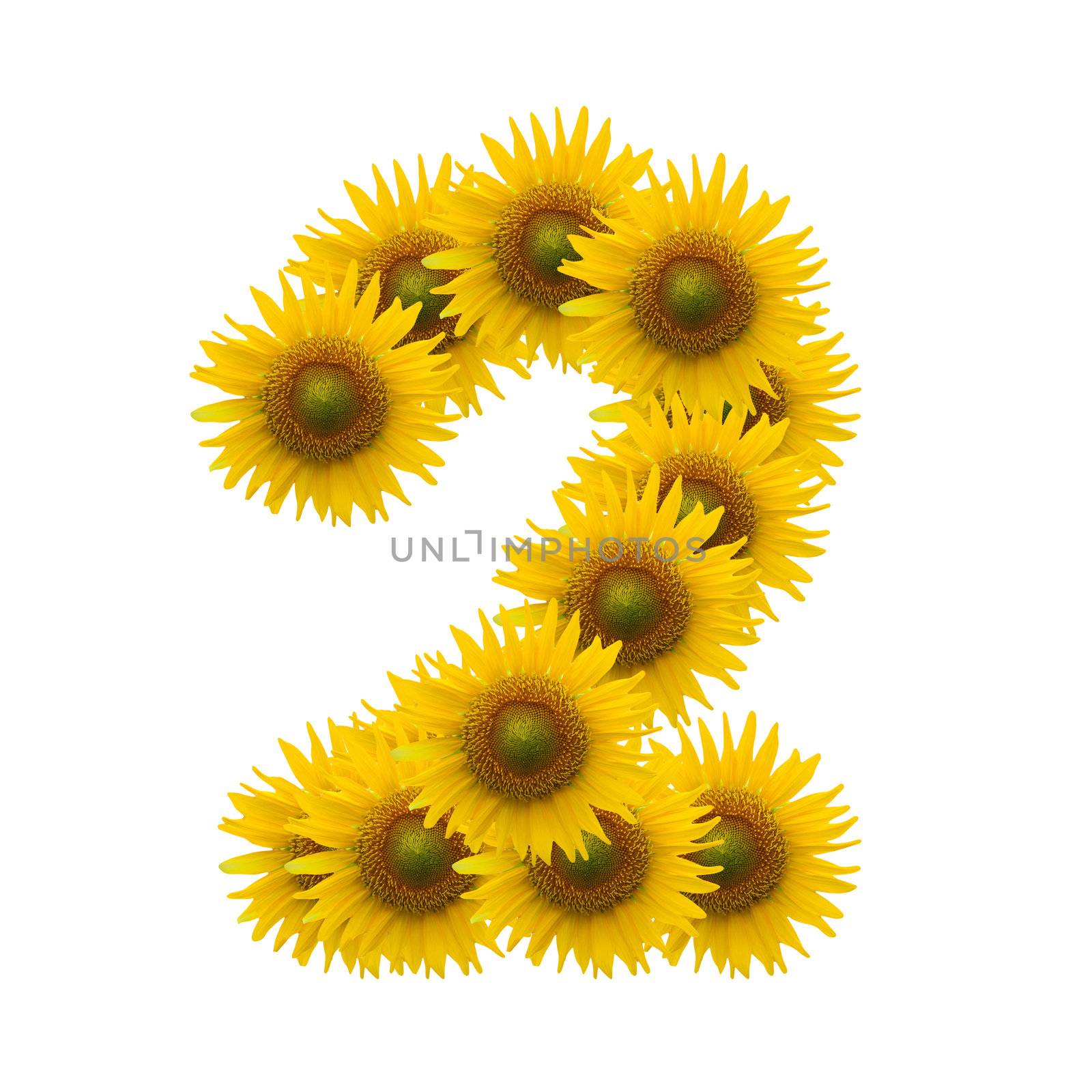 2,Sun flower alphabet isolated on white by jakgree