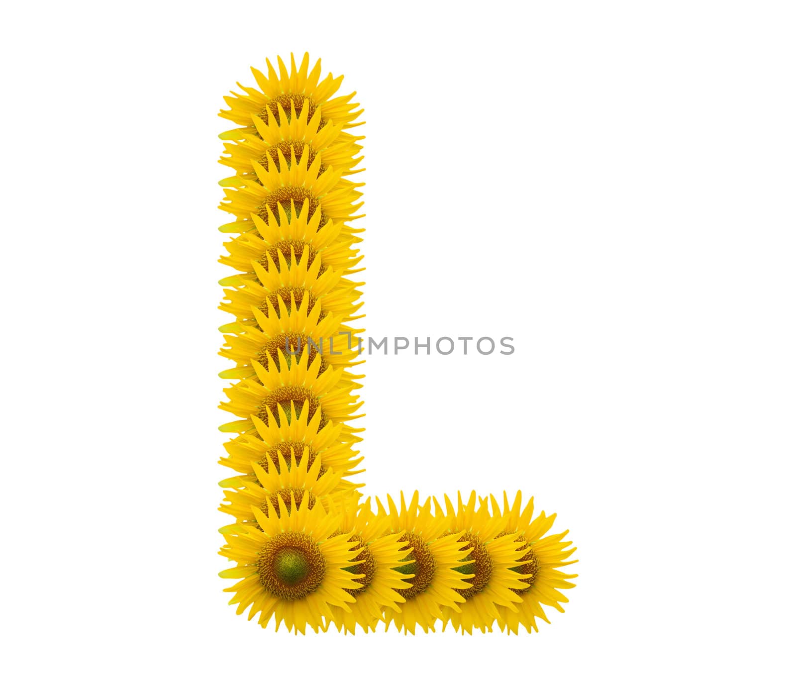 alphabet L, sunflower isolated on white background