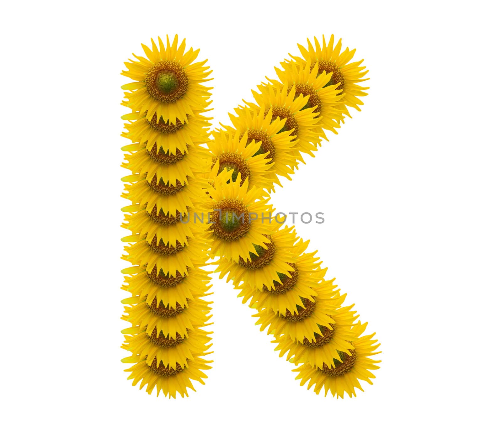alphabet K, sunflower isolated on white background by jakgree