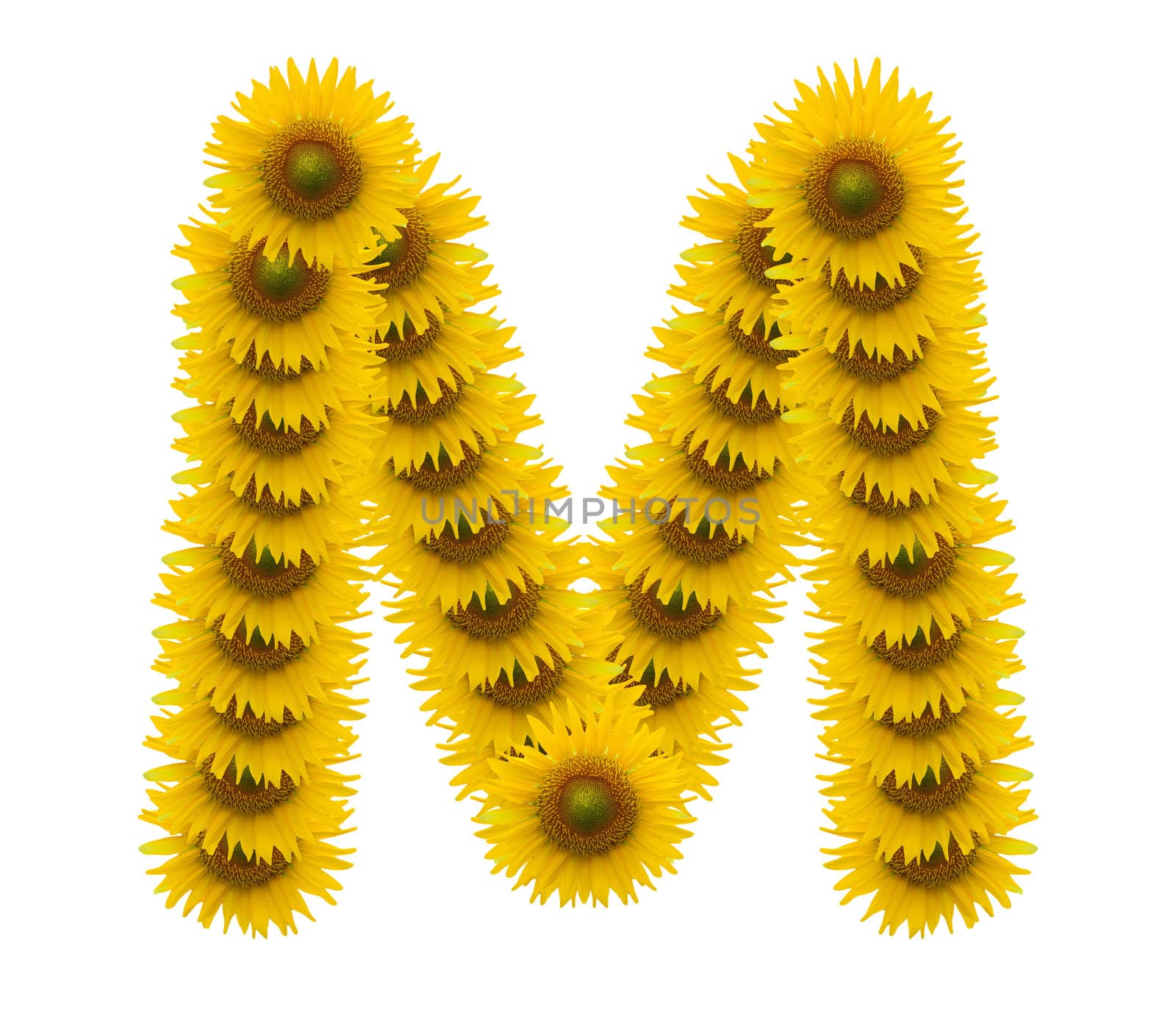 alphabet M, sunflower isolated on white background by jakgree