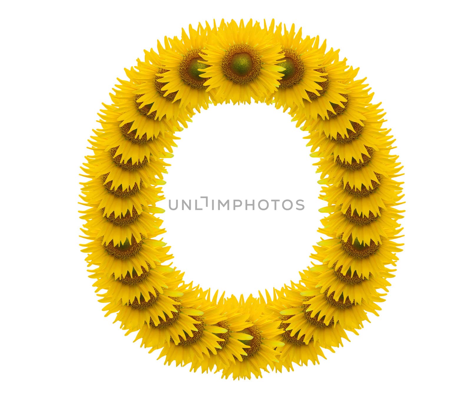 alphabet O, sunflower isolated on white background by jakgree