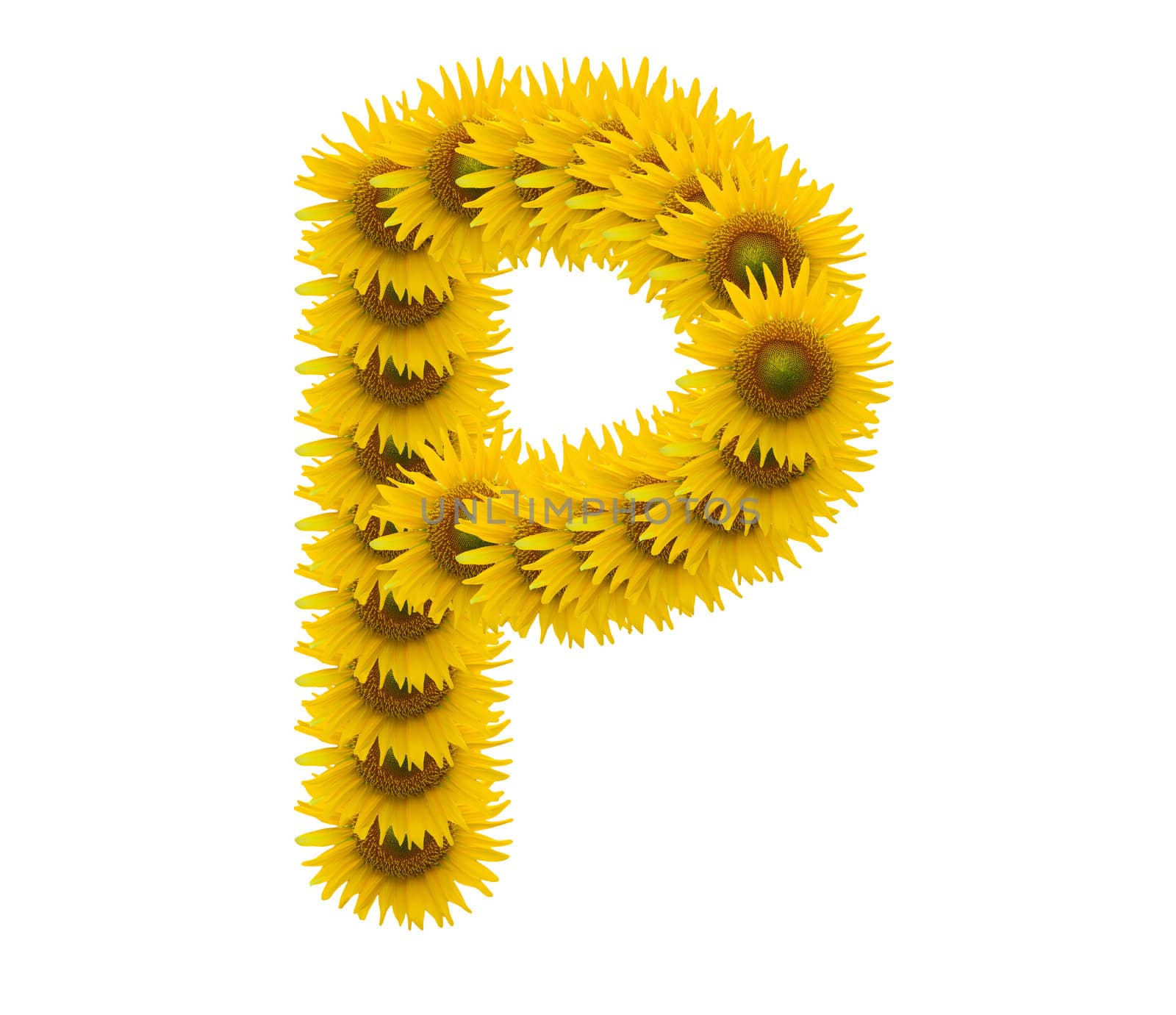 alphabet P, sunflower isolated on white background
