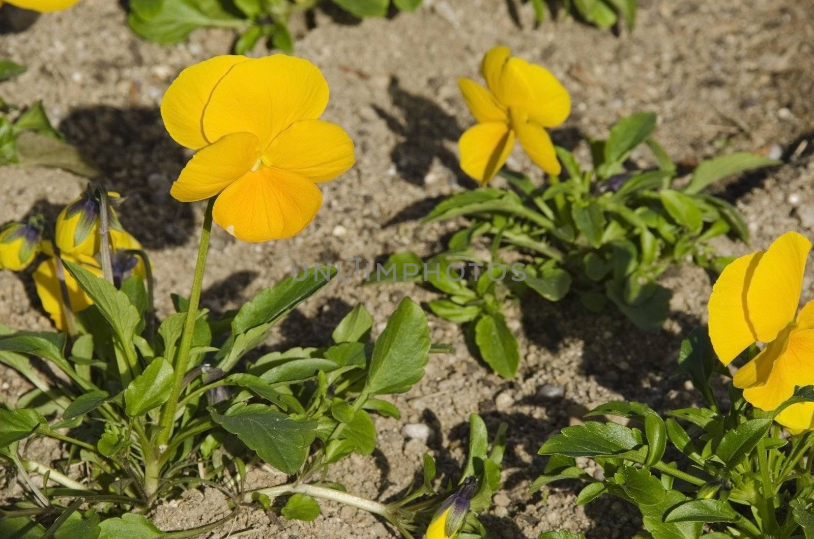 Yellow pansies in a park in autumn in bright sunshine