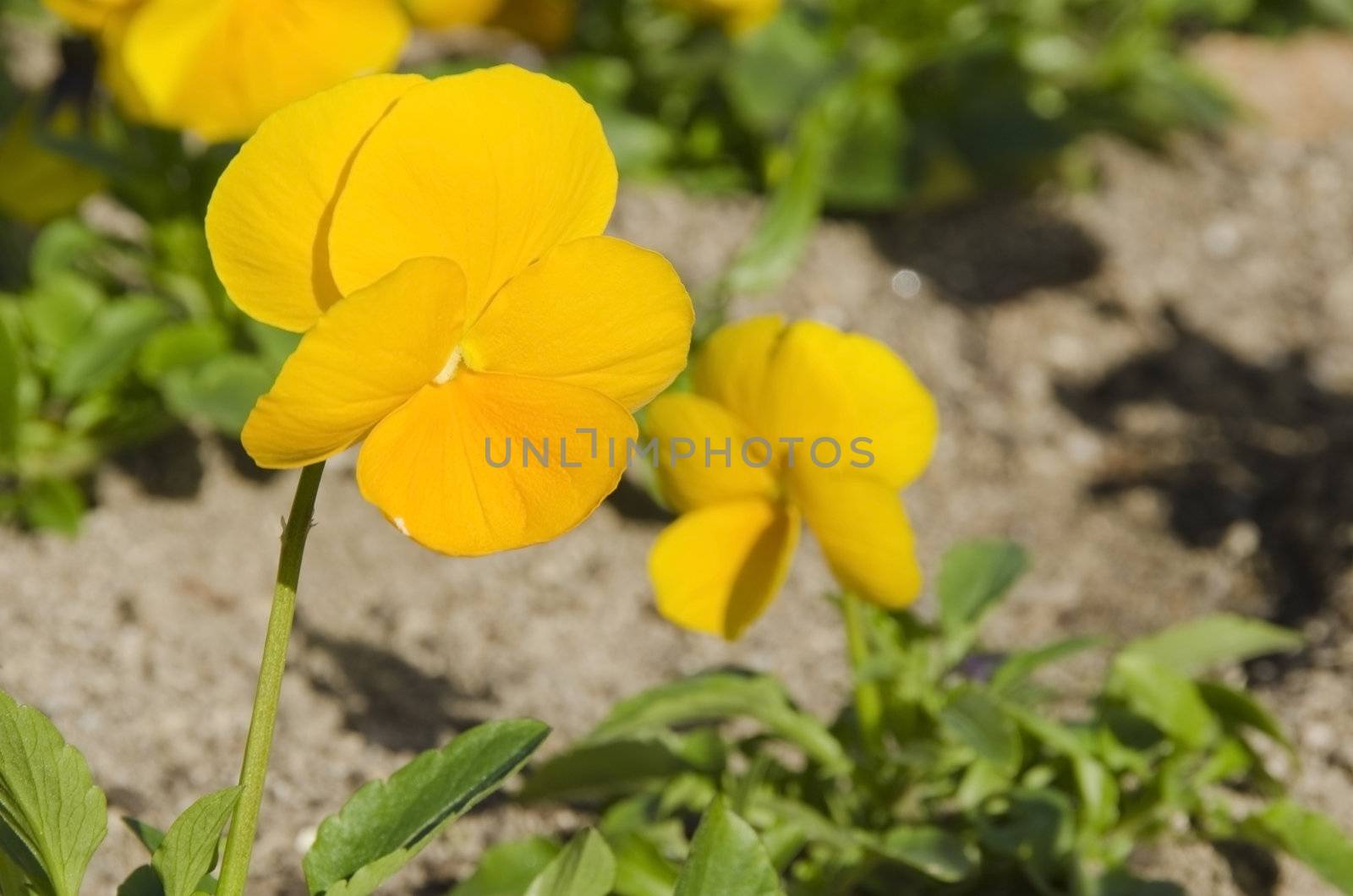 Yellow pansies in a park in autumn in bright sunshine