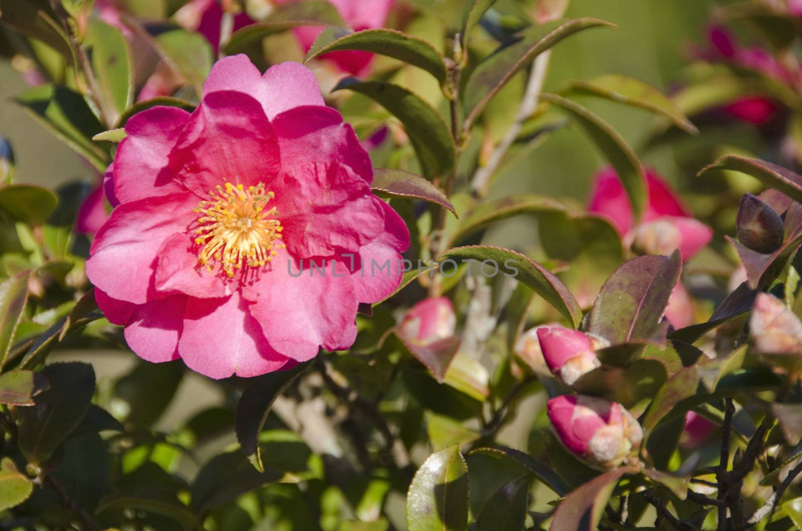 Pink flower of a japanese Camellia, Camellia japonica on a tree in autumn