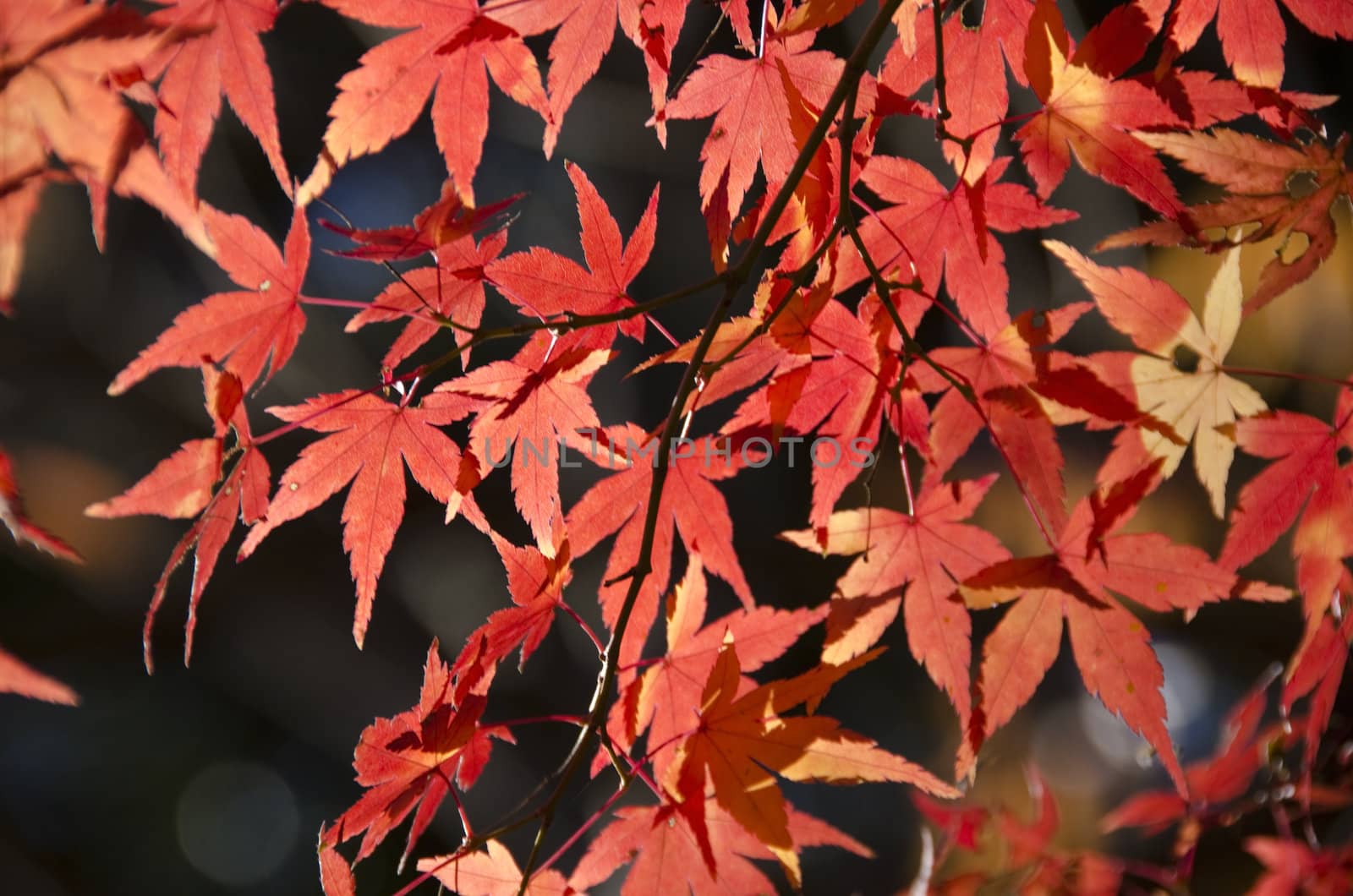 Red and yellow leaves of the japanese maple, acer palmatum, in autumn