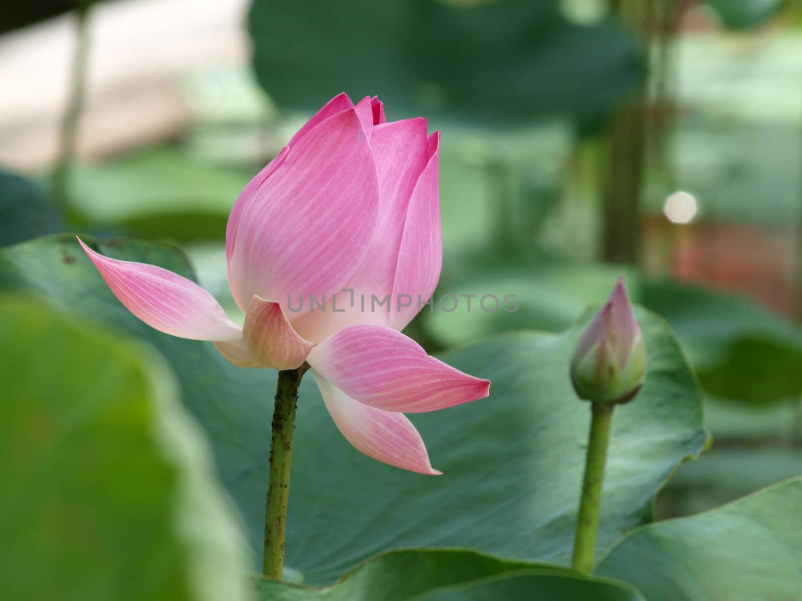 Pink water lilly is blooming