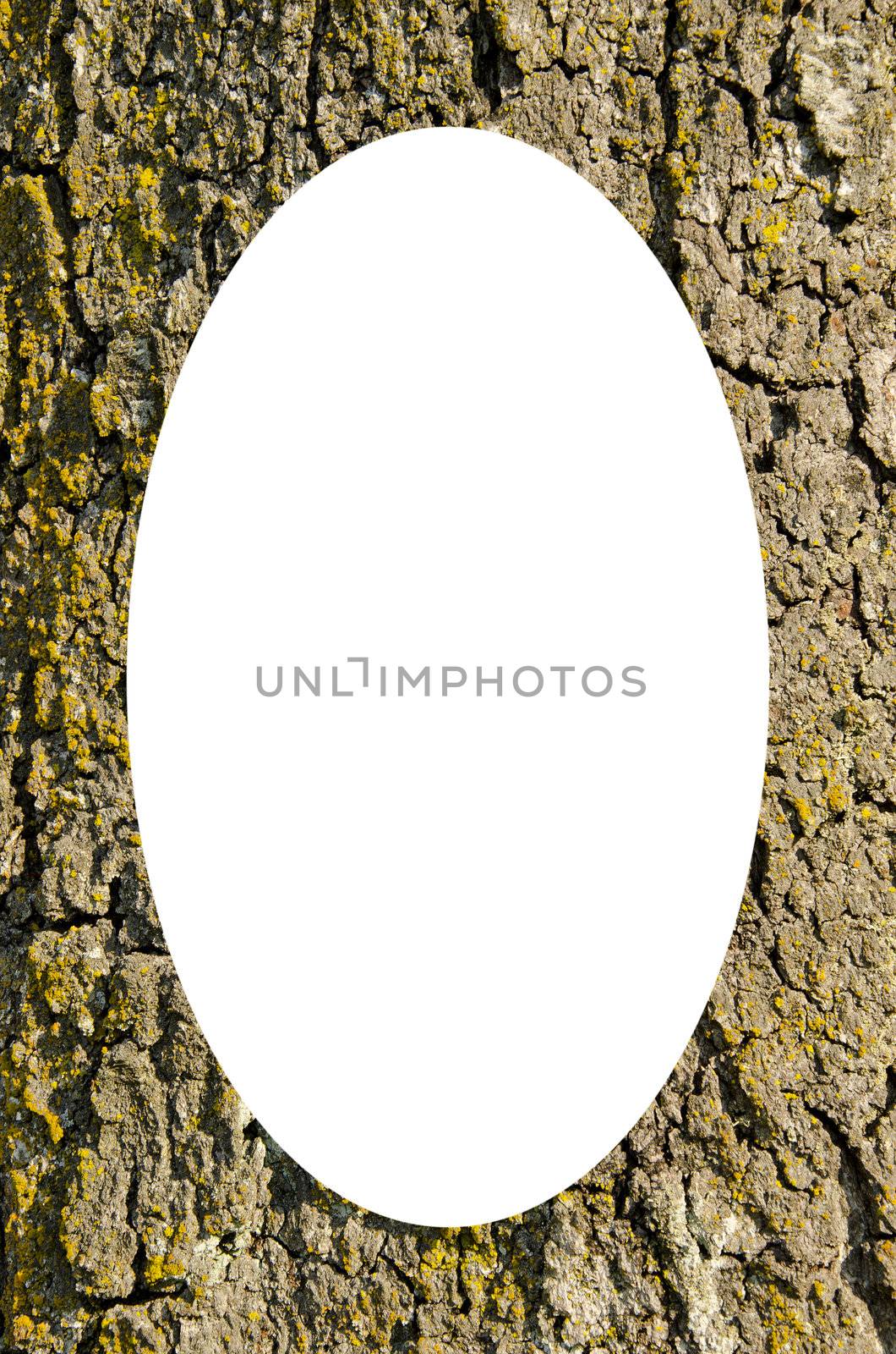 Old tree trunk with thick bark covered with moss. Intresting background. Isolated white oval place for text photograph image in center of frame.