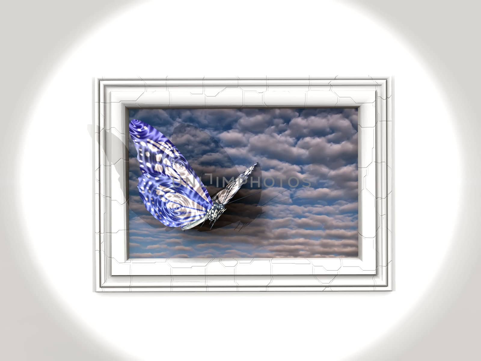 butterfly and frame by njaj