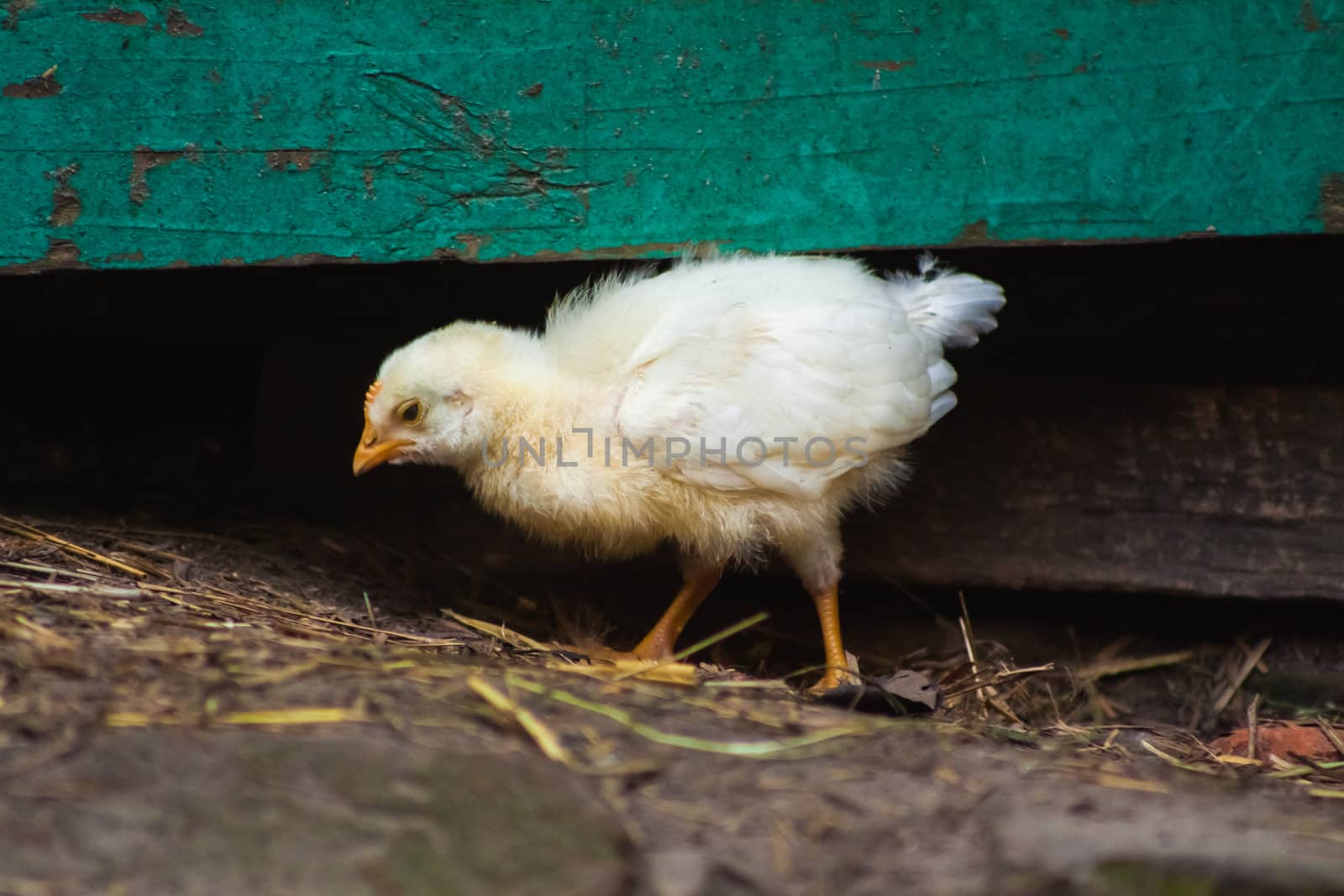 Adorable And Little Chick On The Green Grass