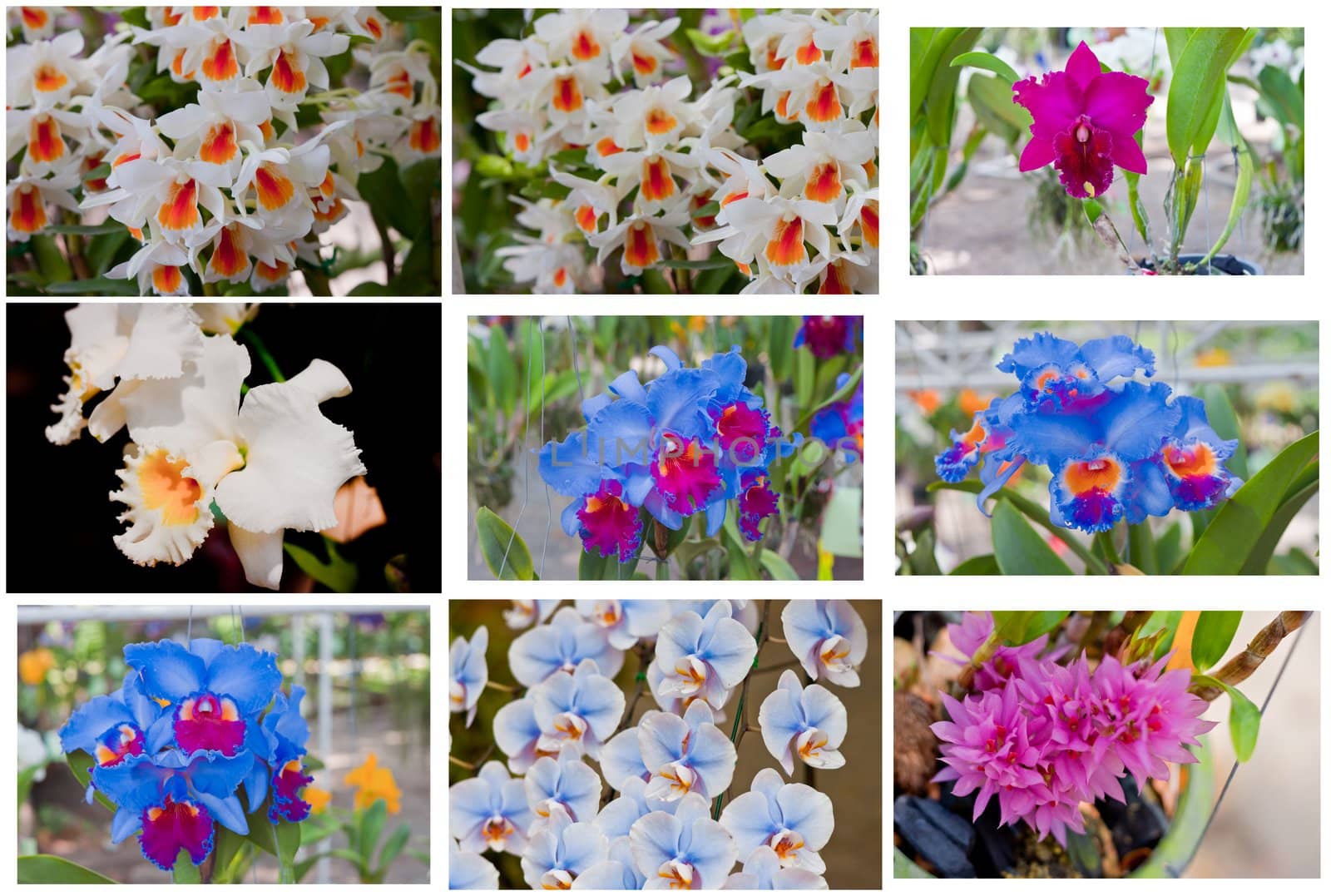 Beautiful orchid