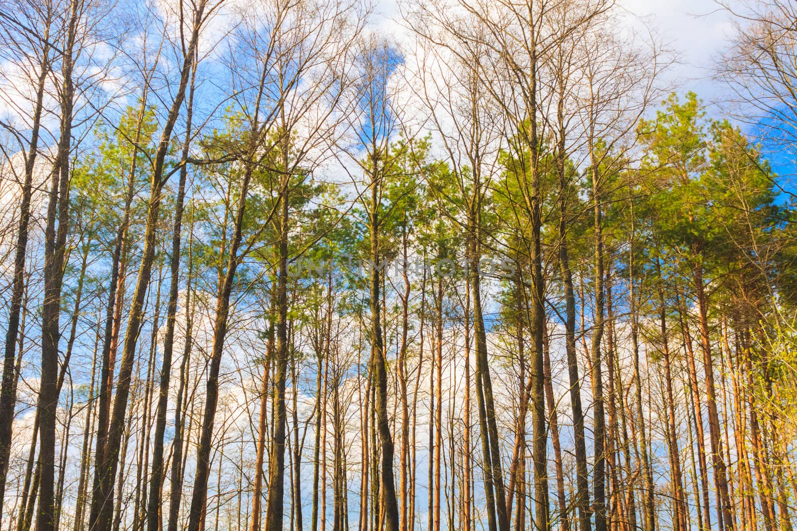 Crones Of Trees With Bright Spring Foliage