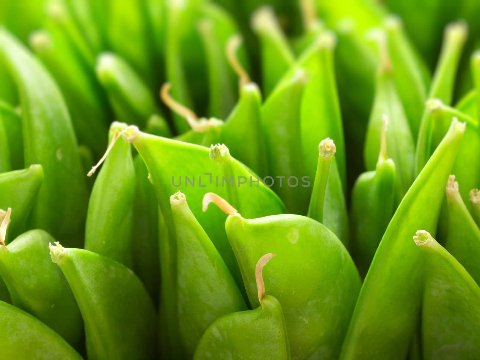 close up of a bunch od snow peas
