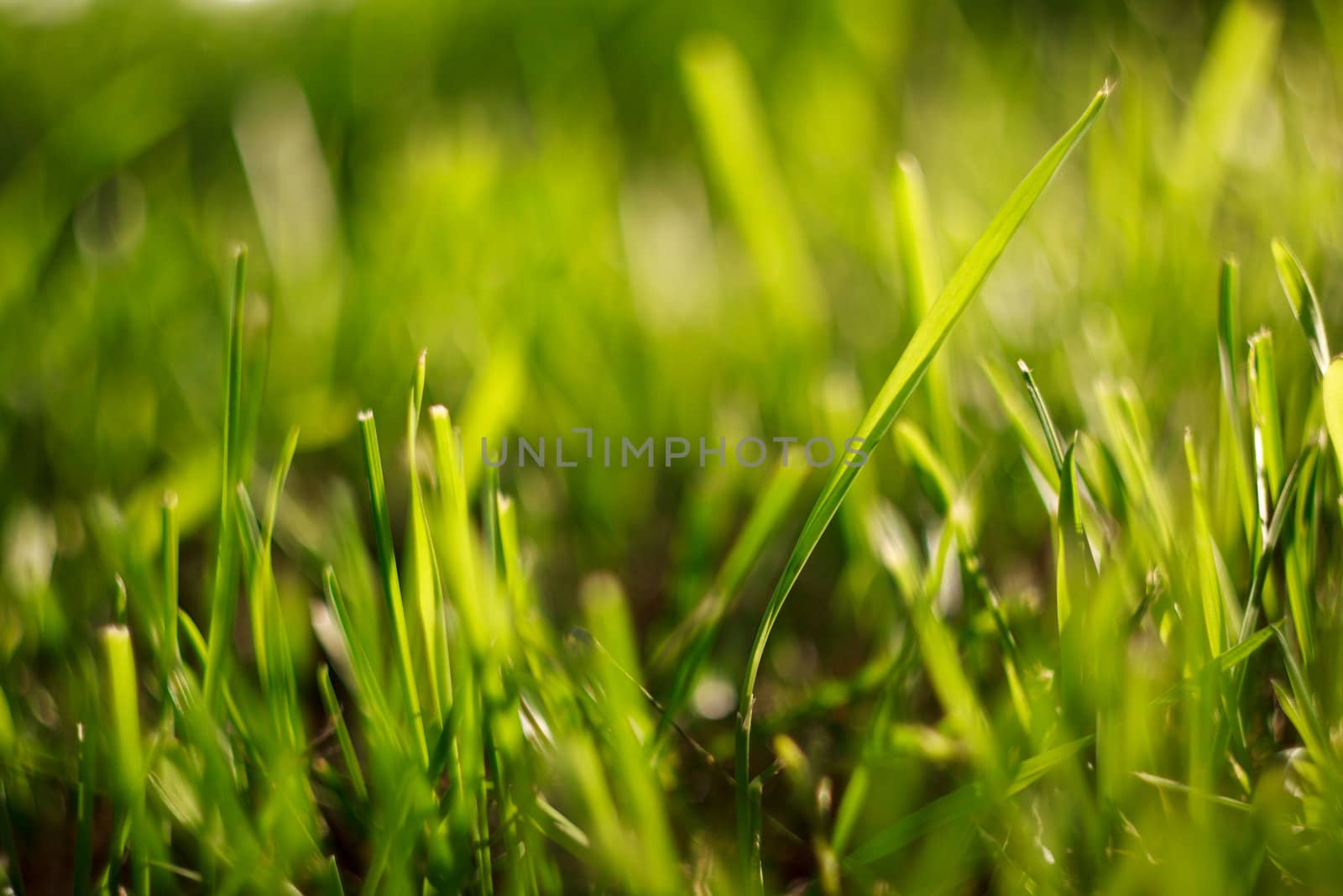 Green Summer Grass In Sunlight