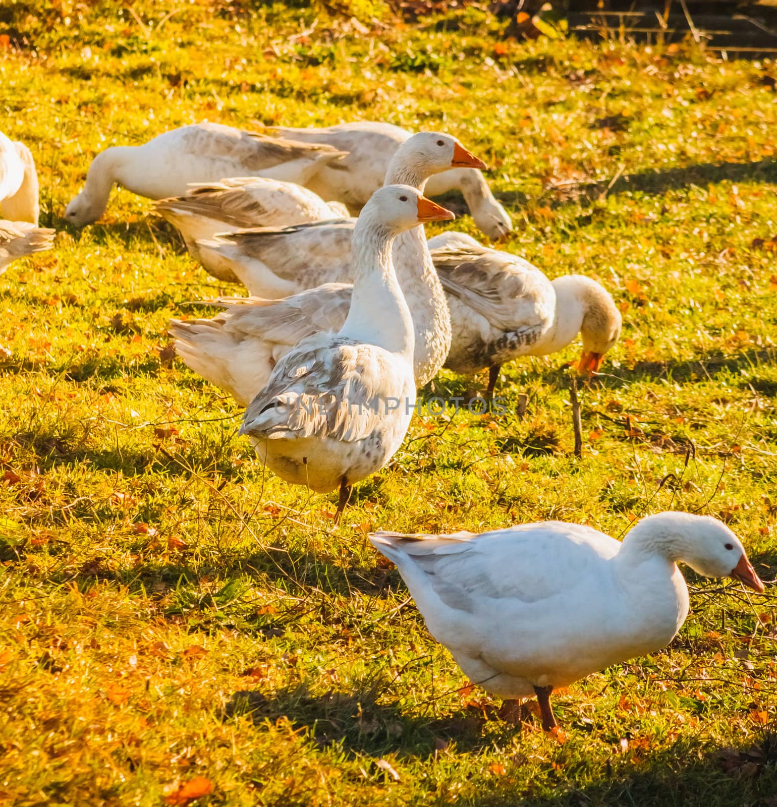 Geese On Green Grass