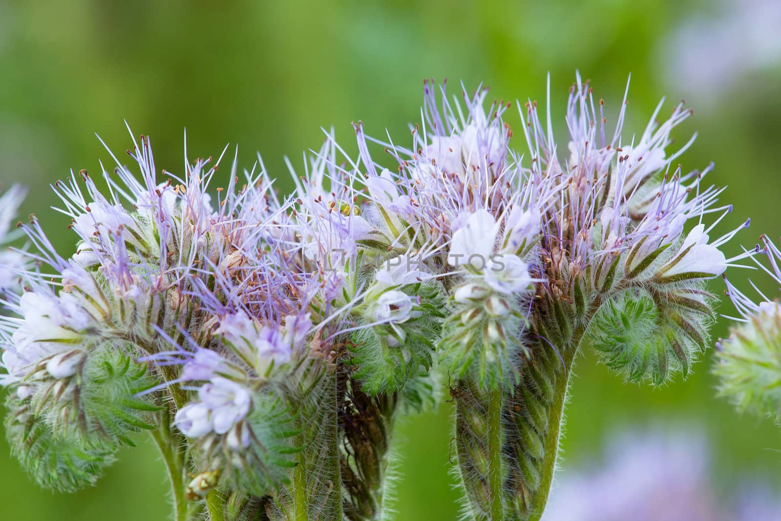 natural summer scenery with close up detail Purple lucerne 