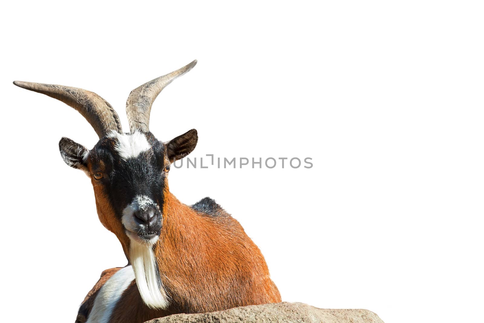 Cute animal portrait of a small goat isolated on white