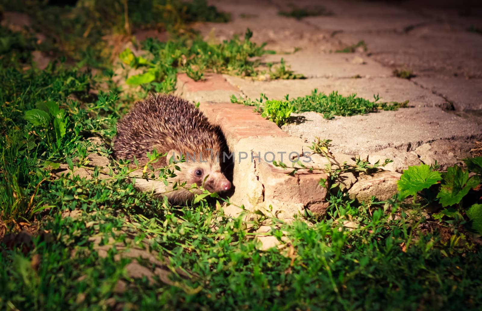 Hedgehog During The Night