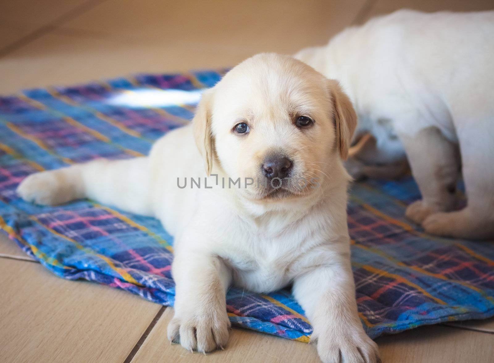 Labrador Retriever Puppy Playing At Home  by ryhor