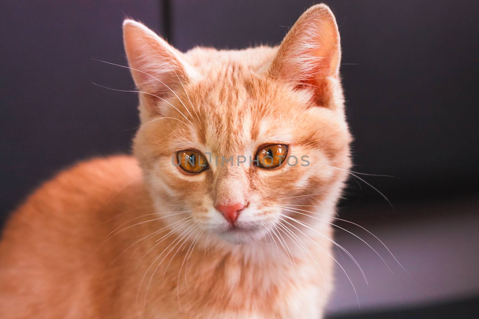 Little Red Kitten Sitting On Dark Background by ryhor