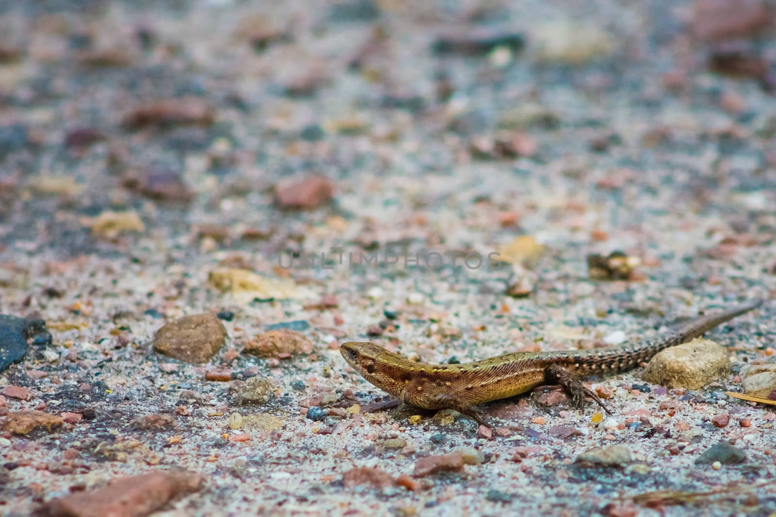 Portrait Of Brown  Lizard On Stone