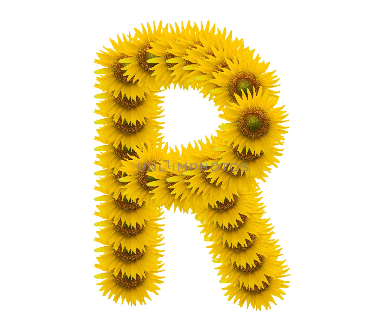 alphabet R, sunflower isolated on white background