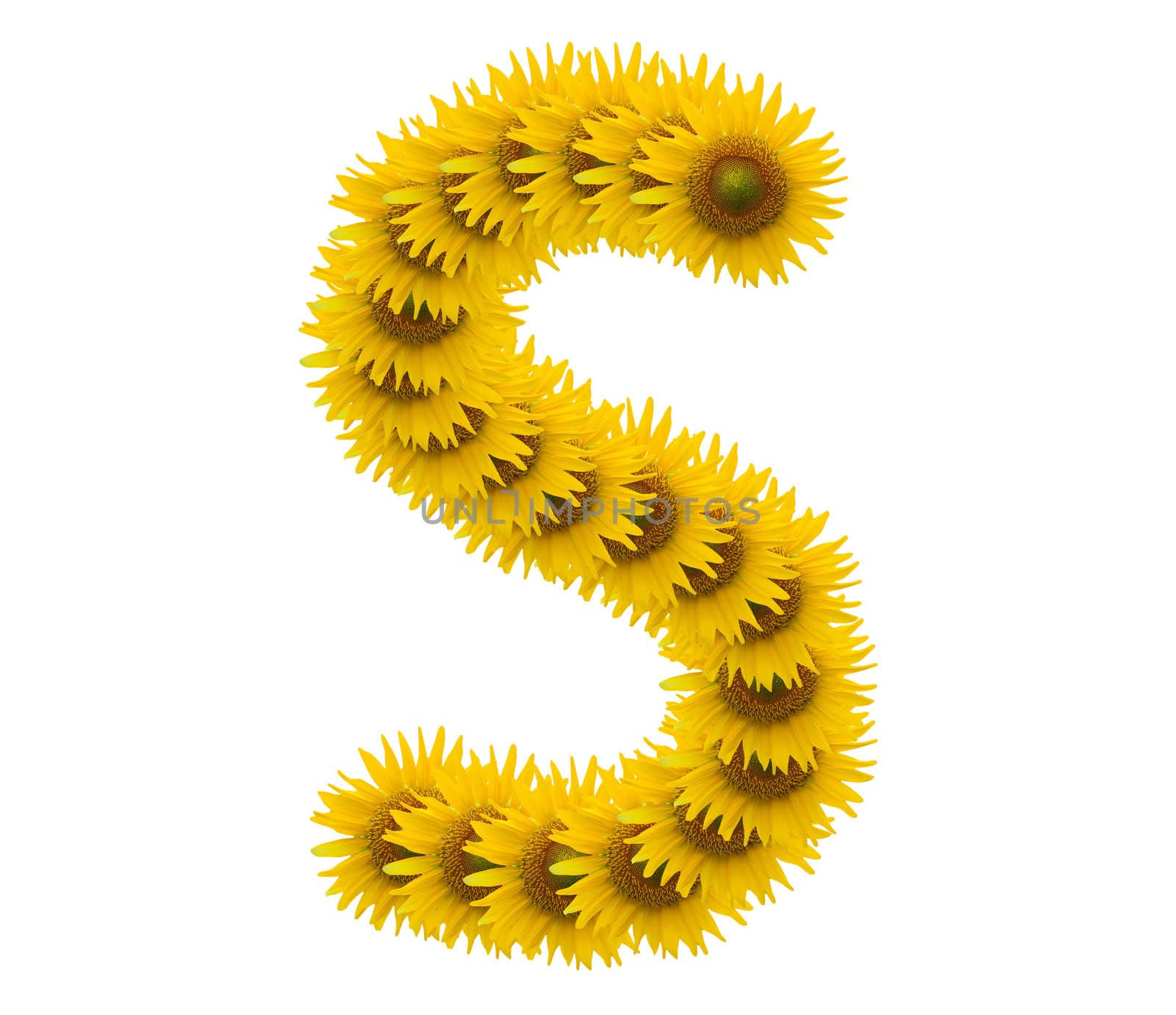 alphabet S, sunflower isolated on white background by jakgree