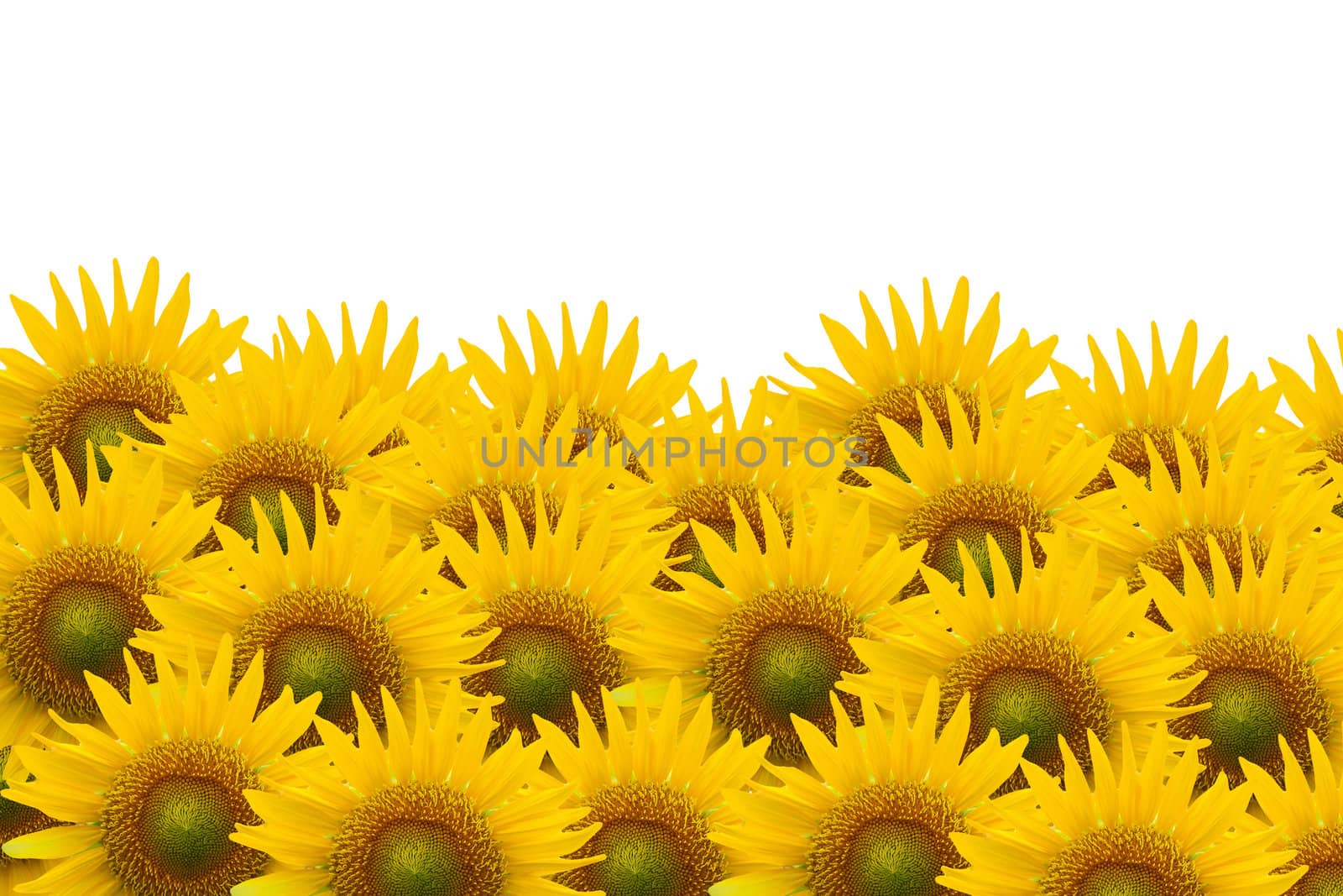 Many sunflower on white space background