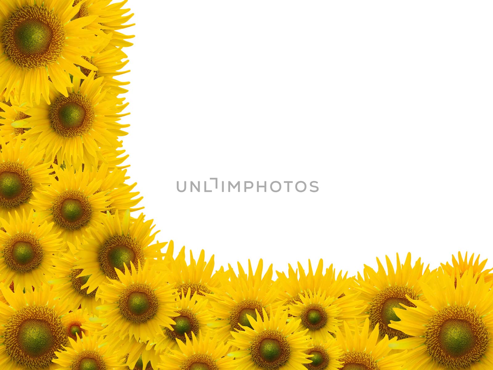 Many sunflower on white space background by jakgree