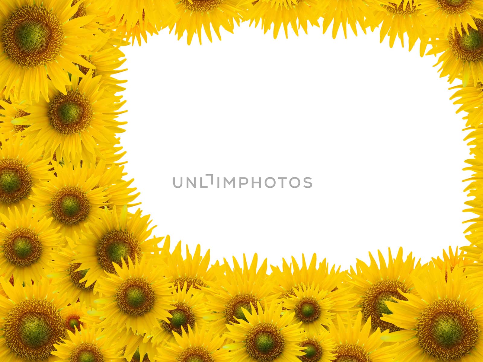 Many sunflower on white space background by jakgree