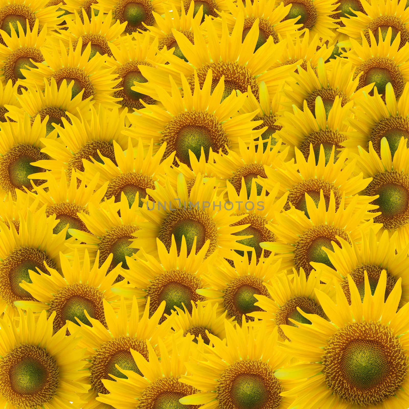 beautiful yellow Sunflower petals closeup