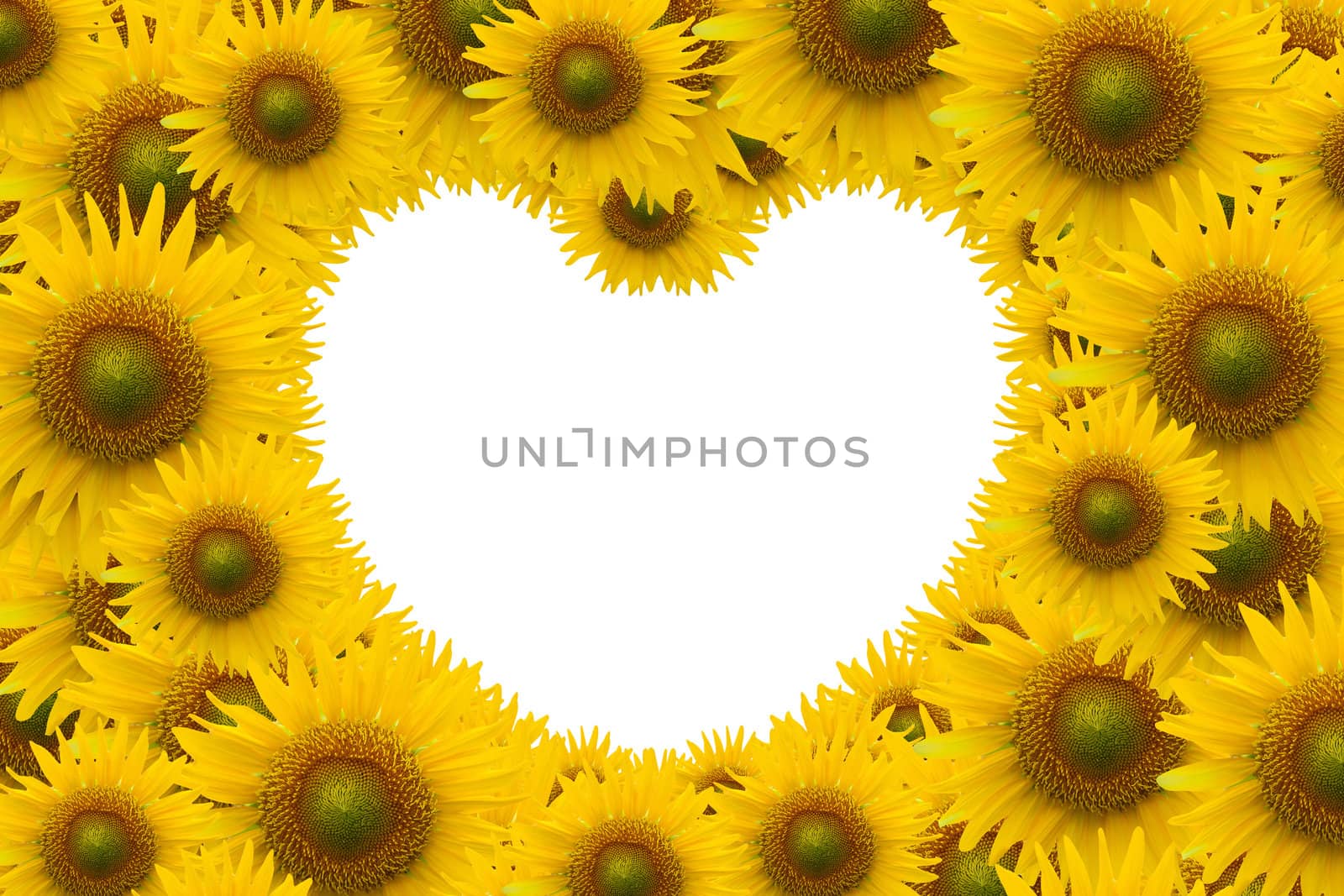 Beautiful sunflower with white space heart shape