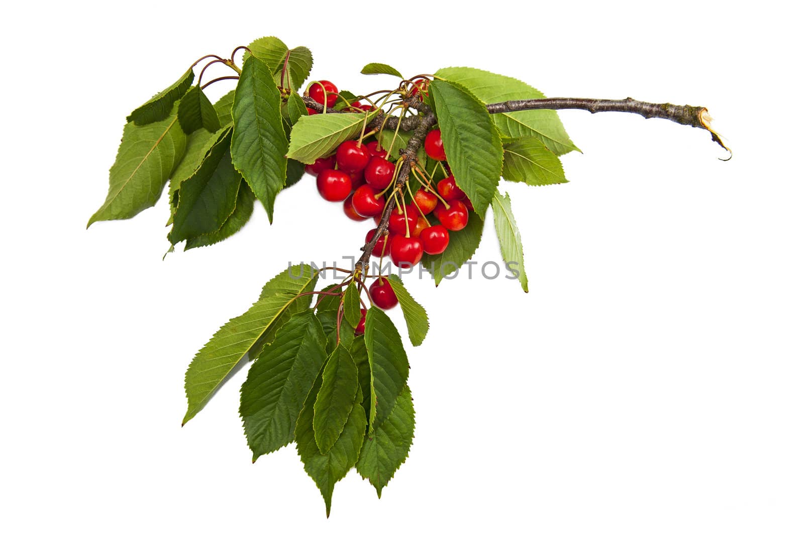 Sweet cherries isolated on the white background