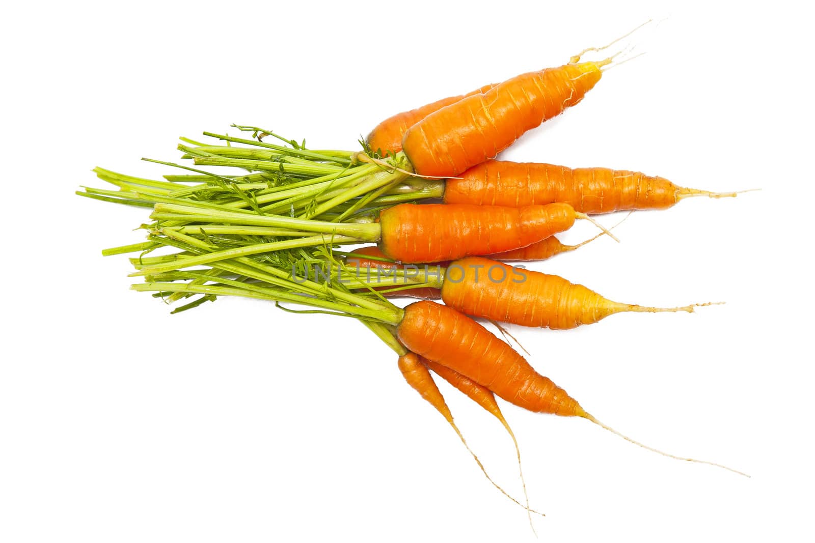Carrots isolated on the white background