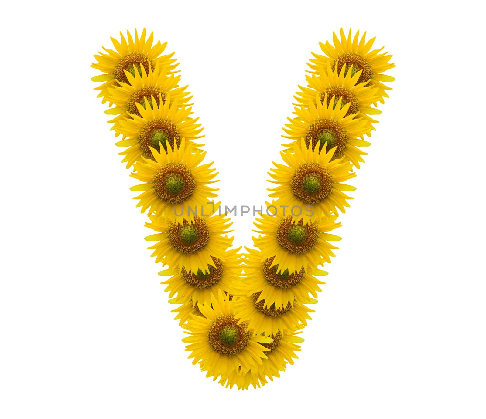 alphabet V, sunflower isolated on white background