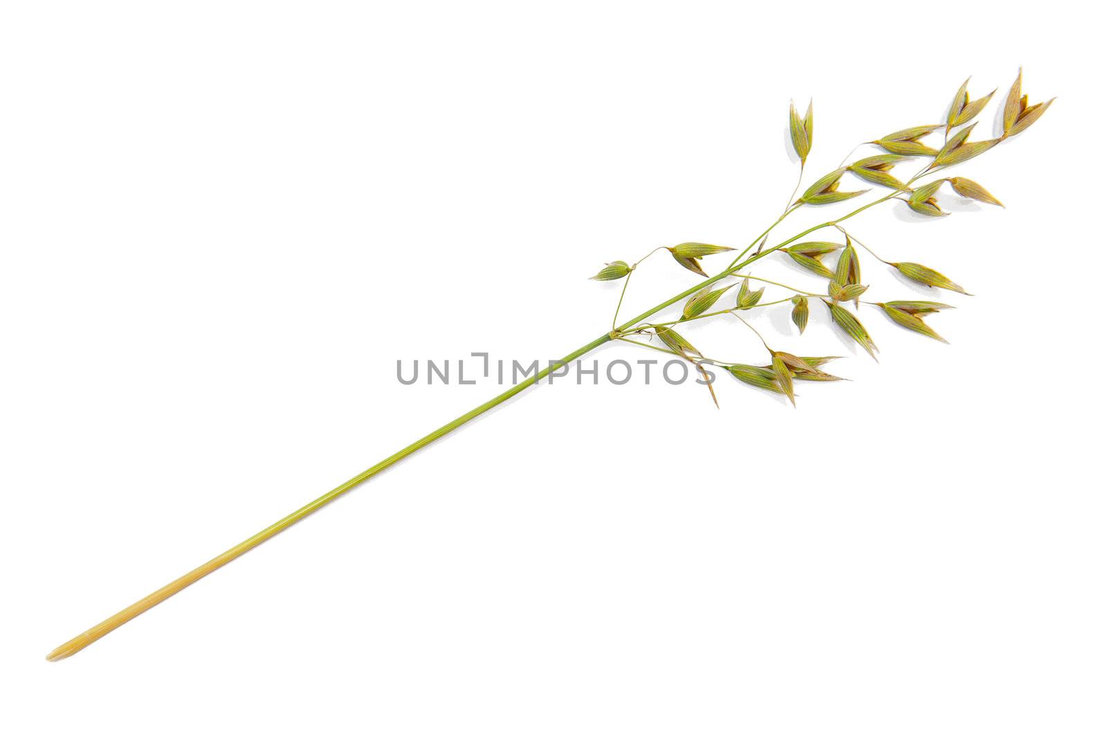 Oat isolated on the white background