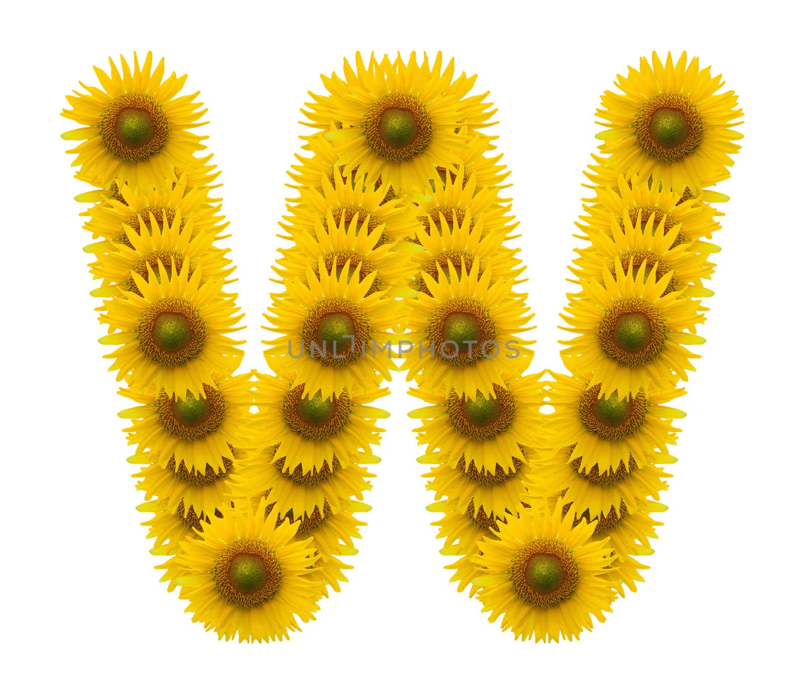alphabet W, sunflower isolated on white background