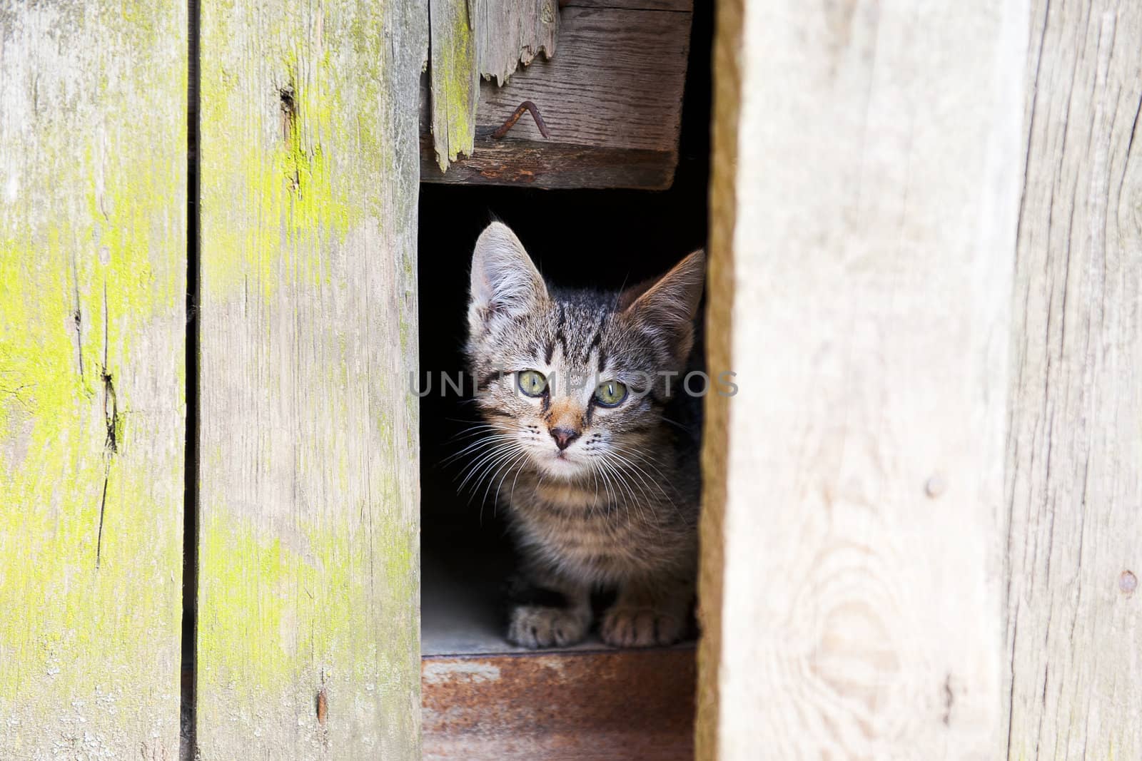 Cute baby cat in the wooden hole