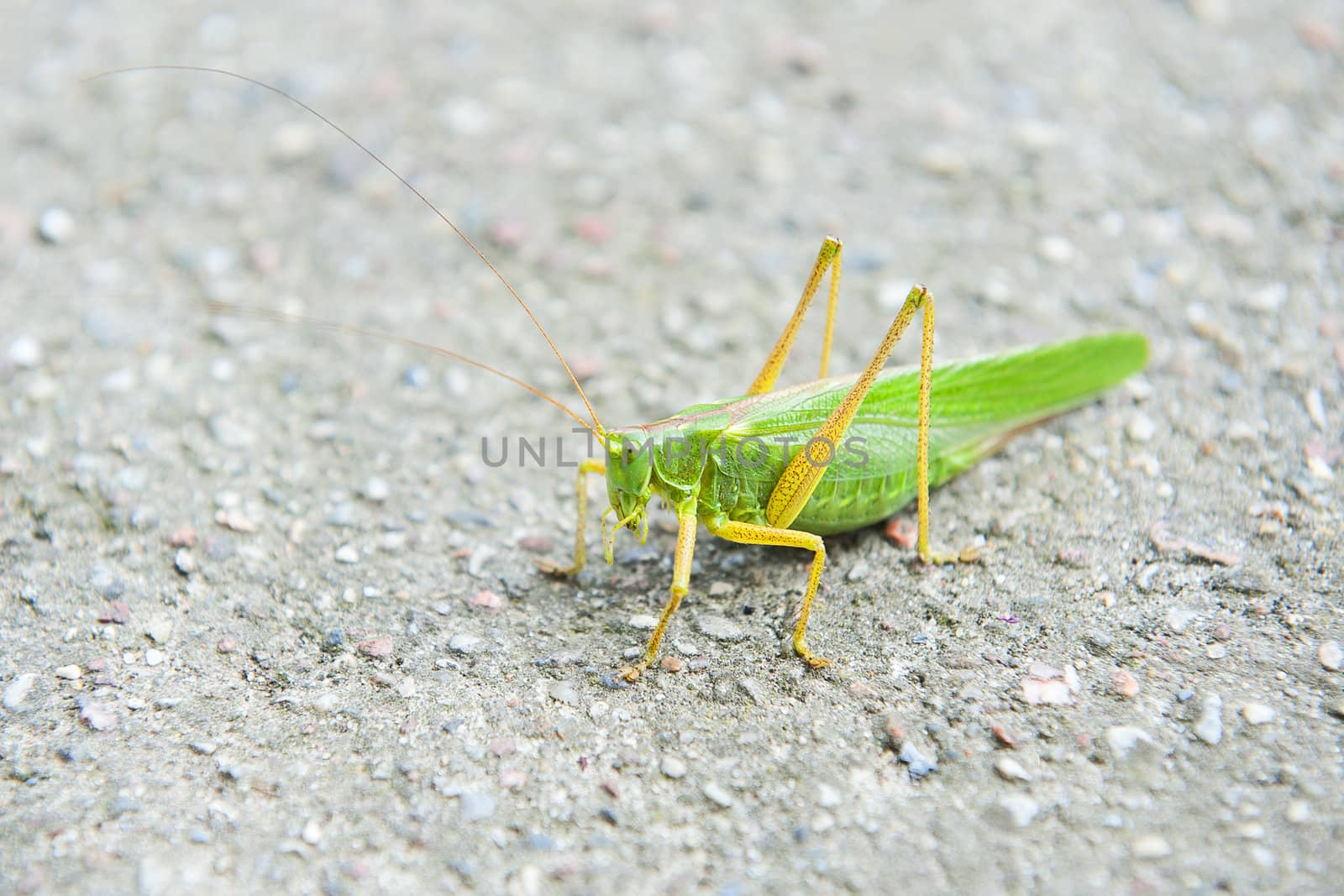 Grasshopper on the grey background
