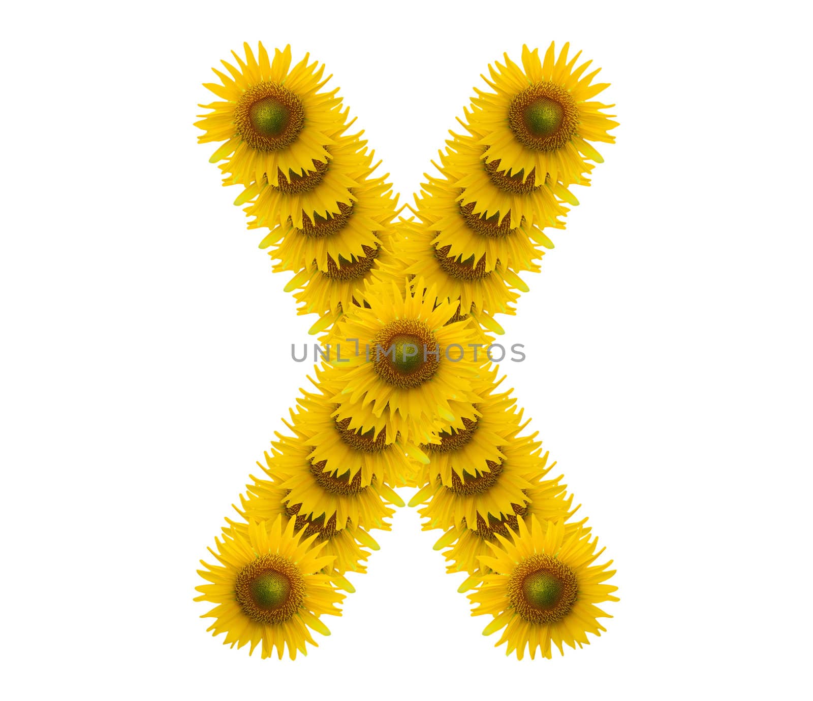 alphabet X, sunflower isolated on white background