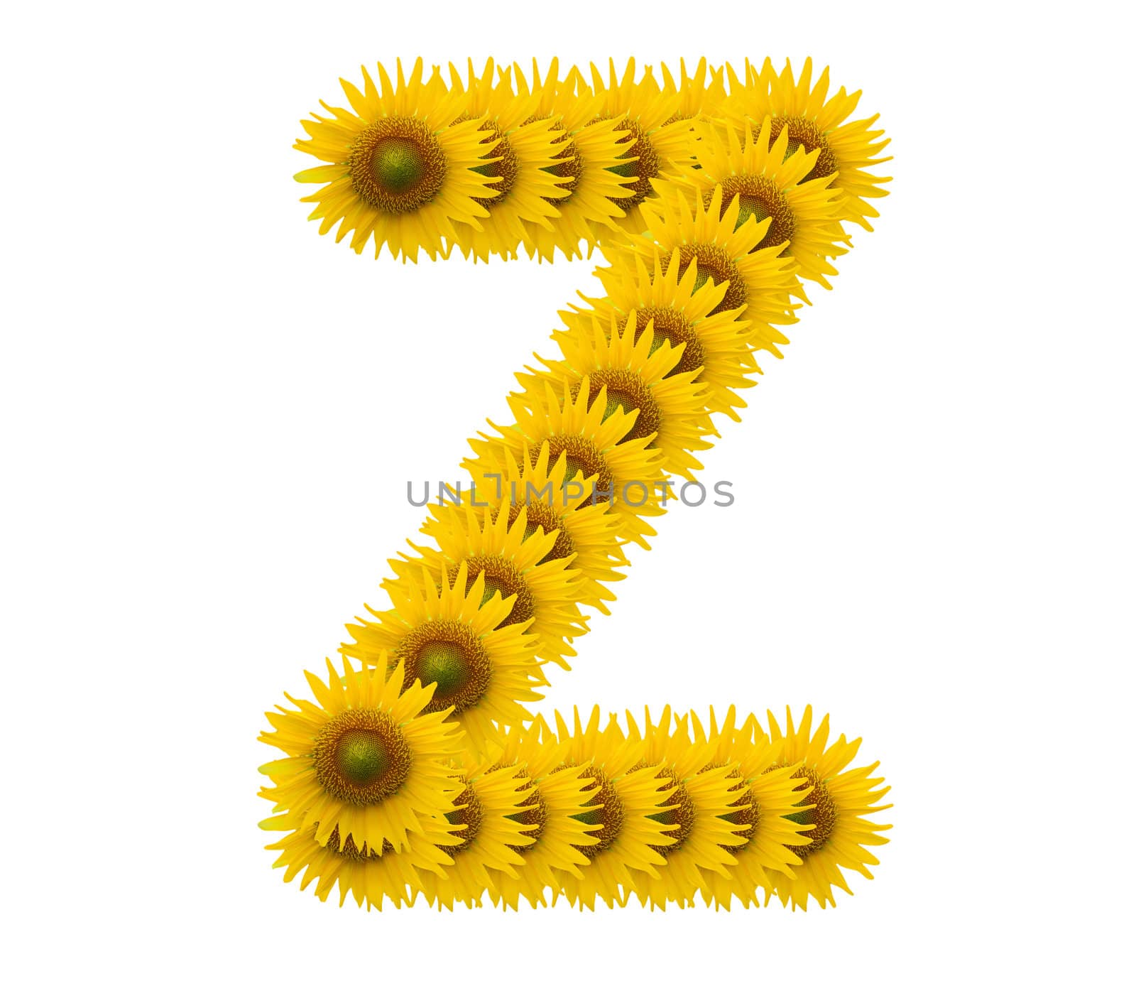 alphabet Z, sunflower isolated on white background