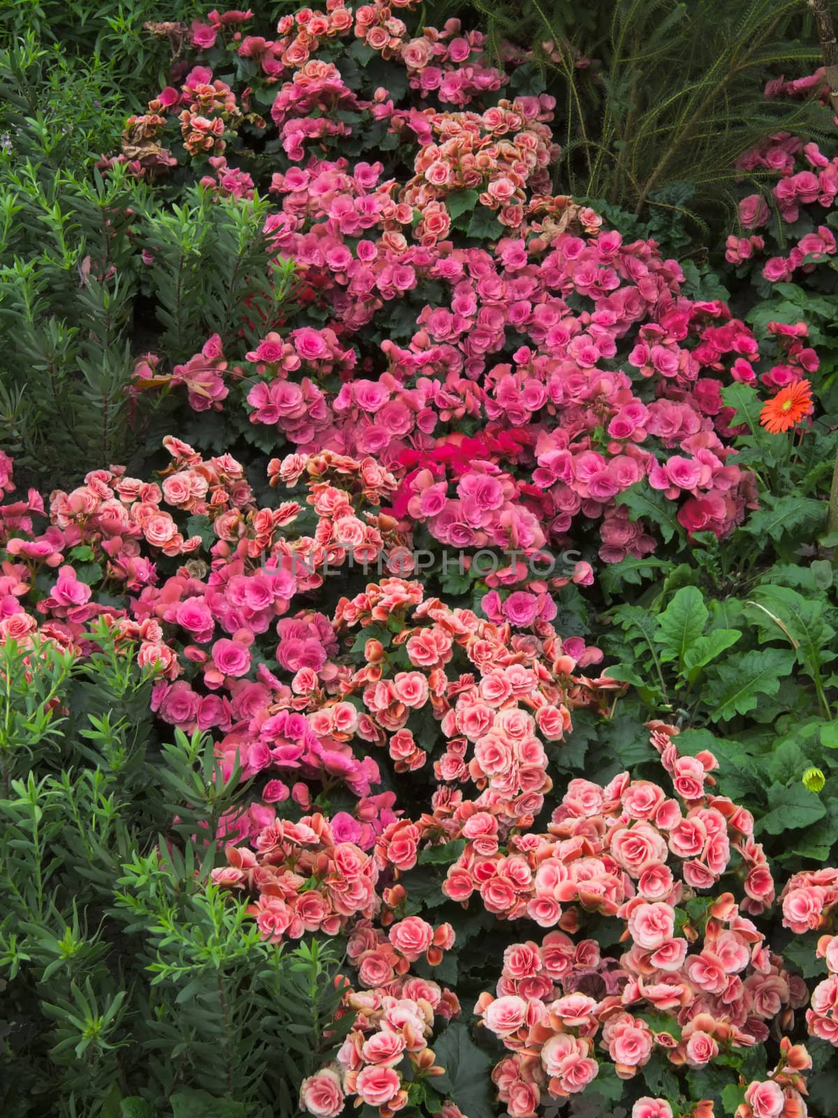 close up of garden flowers