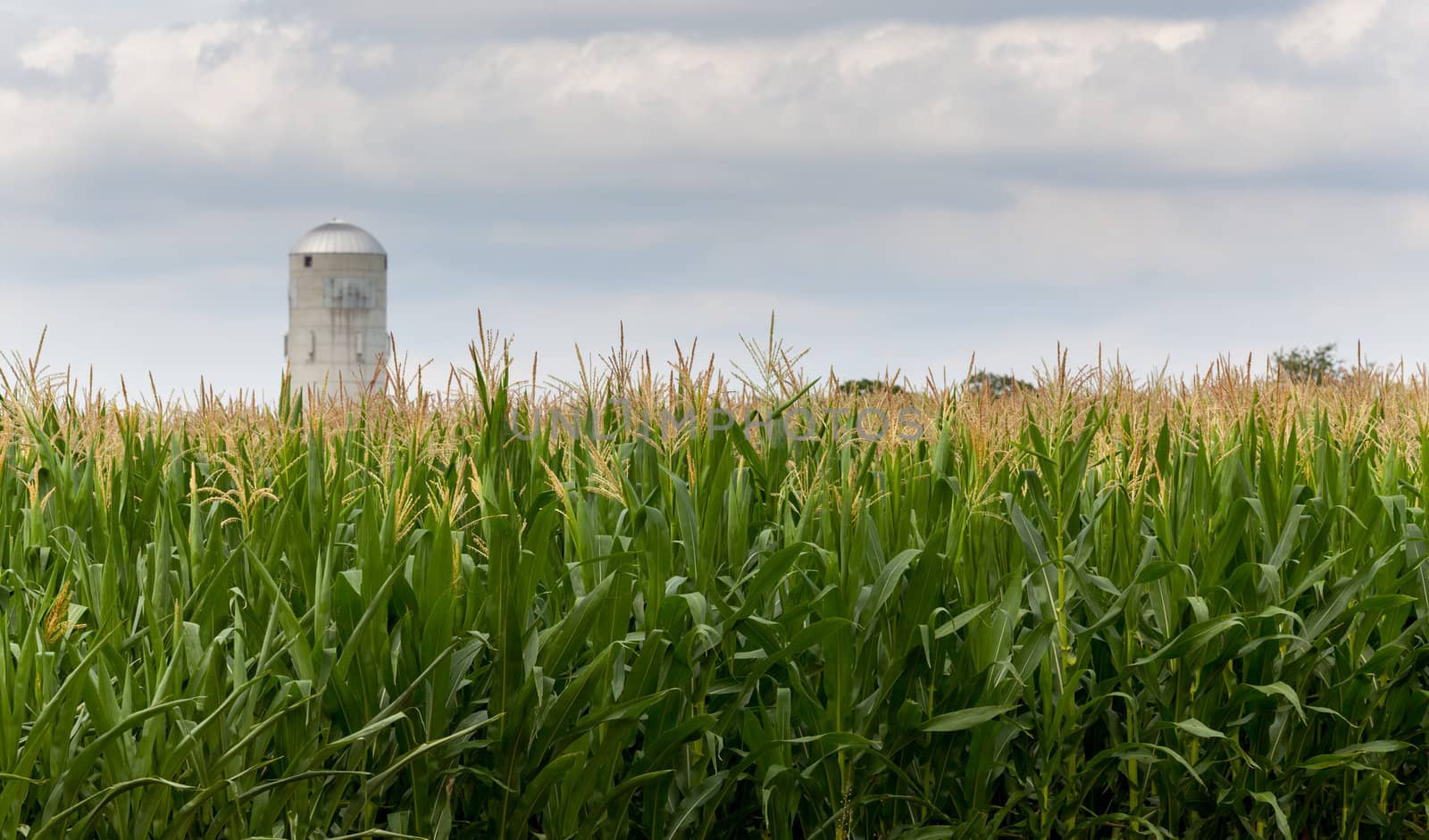 Close up of corn flowers and seeds on crop with farm silo in distance