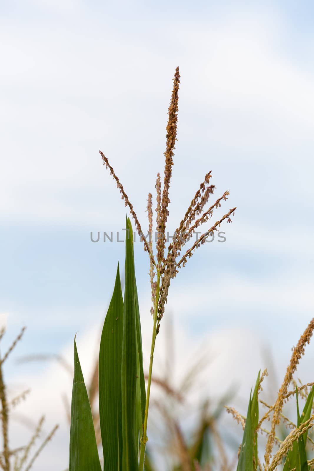 Close up of corn flowers and seeds on crop on farm