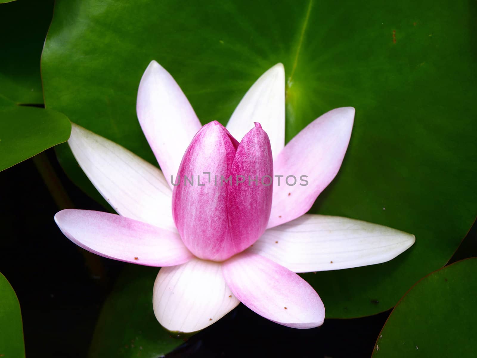 Pink water lily is blooming