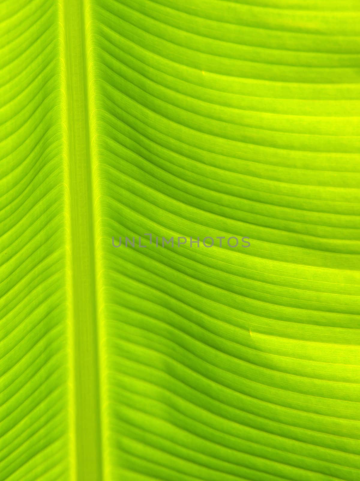banana leaf texture by jakgree