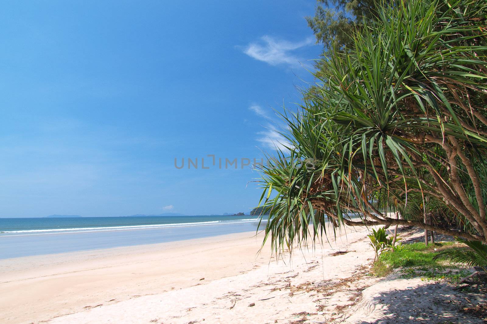 tropical white sand beach with palm trees in Thailand
