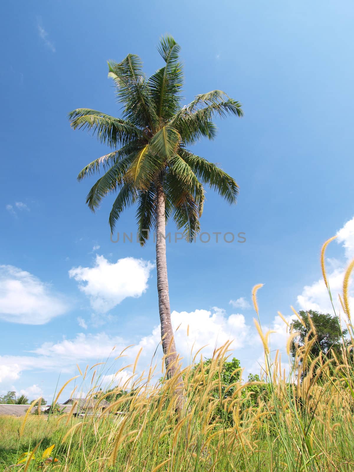 Coconut trees by jakgree